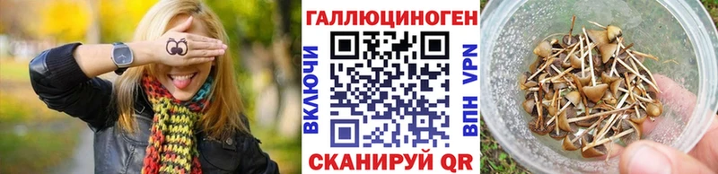 Купить  Кандалакша  Псилоцибиновые грибы Psilocybe 